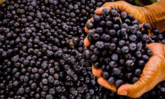 Wholesale acai berry capsules