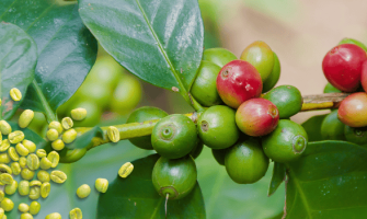 Wholesale green coffee supplement