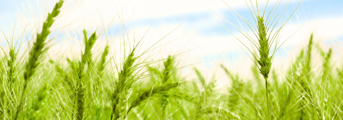 Wholesale high-fibre supplement