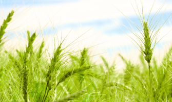 Wholesale high-fibre supplement