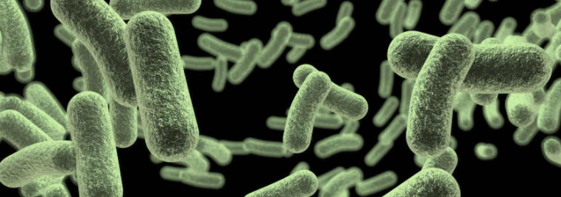 Wholesale Saccharomyces boulardii