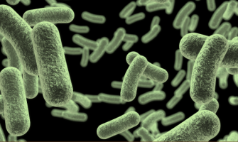 Wholesale Saccharomyces boulardii